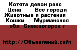 Котята девон рекс › Цена ­ 1 - Все города Животные и растения » Кошки   . Мурманская обл.,Снежногорск г.